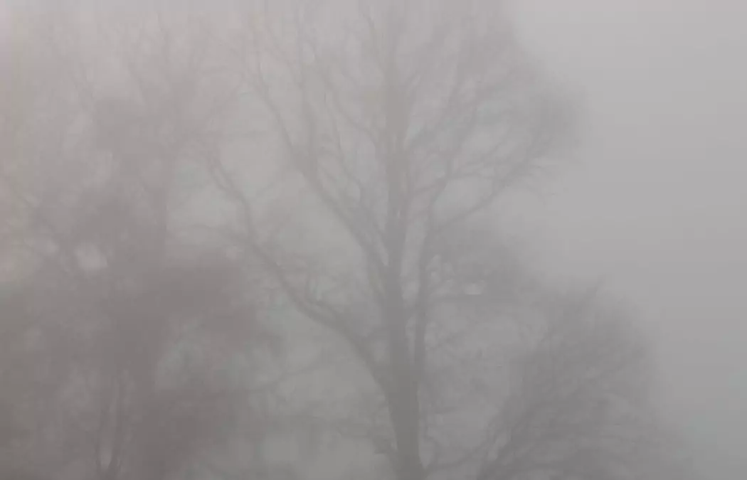Novembermorgen – Bäume im Nebel