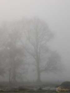 Bäume im Nebel | Foto: Michael Stollmann - fotoglut.de