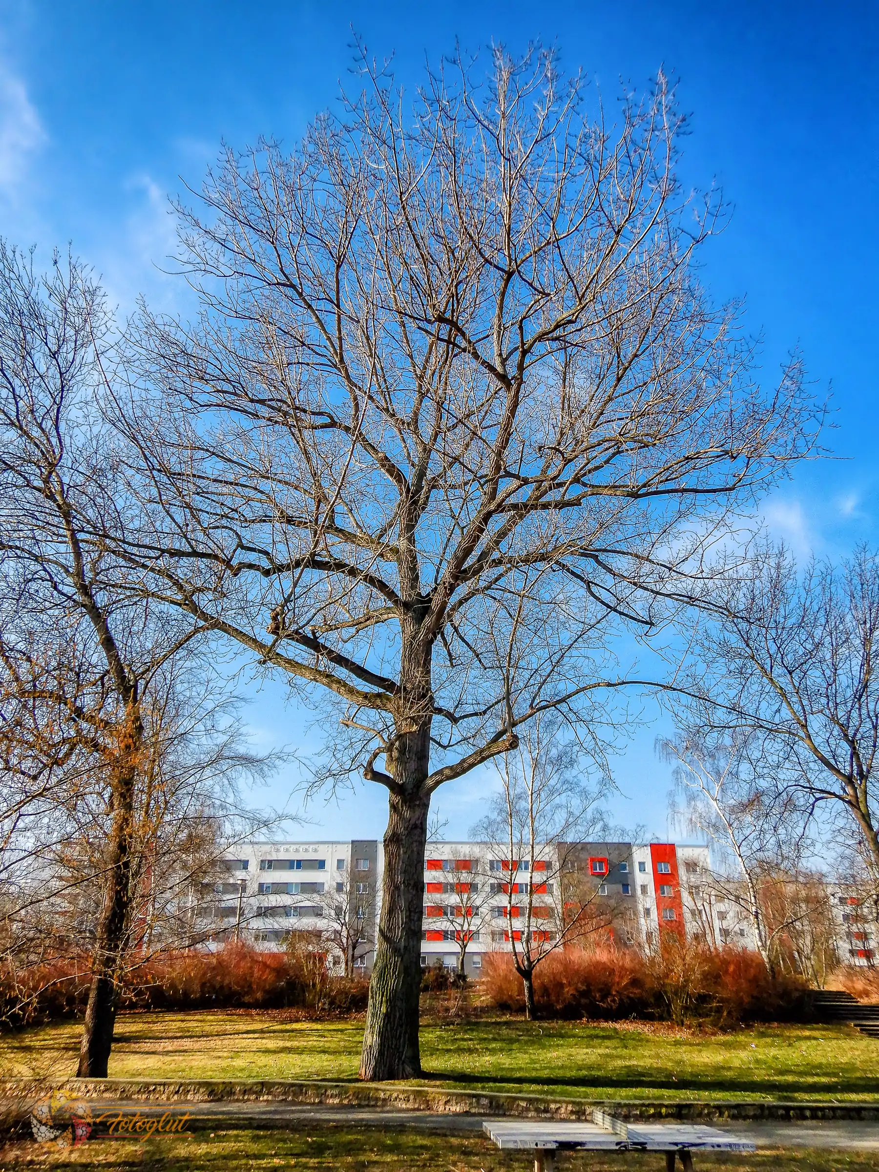 Alter Baum im Gera Park - © Michael Stollmann