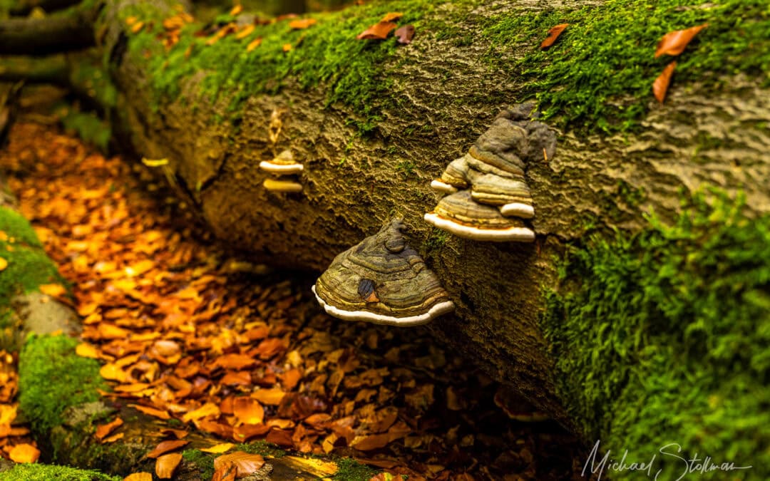 25/03 – Rund um den Hünenteich – Naturgenuss auf dem Qualitätswanderweg