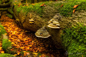Huenenteich Wanderung - © Michael Stollmann