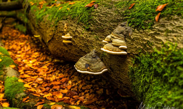 25/03 – Rund um den Hünenteich – Naturgenuss auf dem Qualitätswanderweg