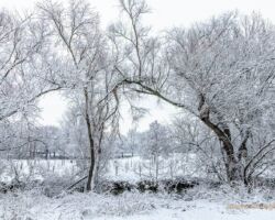 Februar - Winter im Park - Foto: M. Stollmann Winter im Park