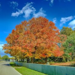 herbstlich geschmückter Baum an der Formel 1 Rennstrecke Circuit Gilles-Villeneuve auf der ile de Notre-Dame in Montreal (Quebec / Canada) - Tech Specs: iPhone X - iPhone X back camera 4mm f/1.8 - Brennweite / 35mm: 28 mm - ¹⁄₈₀₀ Sek. bei ƒ / 1,8 mit ISO 20 - <a href="https://wanderstruck.de/">© Michael Stollmann</a> Circuit Gilles-Villeneuve - © Michael Stollmann