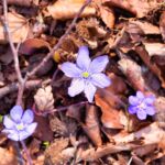 Wanderung entlang des Burgenweges von Kinding aus im Altmühltal. - Tech Specs: NIKON D810 - TAMRON SP 24-70mm F2.8 Di VC USD A007N - Brennweite / 35mm: 66 mm - 1/50 Sek. bei ƒ / 8,0 mit ISO 400 - <a href="">© FotoGlut - Michael Stollmann</a> Burgenweg Kinding - © FotoGlut - Michael Stollmann