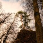Baum im Sonnenstrahl - Wanderung entlang des Burgenweges von Kinding aus im Altmühltal. - Tech Specs: NIKON D810 - TAMRON SP 24-70mm F2.8 Di VC USD A007N - Brennweite / 35mm: 24 mm - 1/400 Sek. bei ƒ / 8,0 mit ISO 400 - <a href="https://wanderstruck.de">© FotoGlut - Michael Stollmann</a> Burgenweg Kinding - © FotoGlut - Michael Stollmann