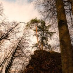 - Wanderung entlang des Burgenweges von Kinding aus im Altmühltal. Ganzer Artikel: https://stollis.life | Tech Specs: NIKON D810 - TAMRON SP 24-70mm F2.8 Di VC USD A007N - Brennweite / 35mm: 24 mm - 1/400 Sek. bei ƒ / 8,0 mit ISO 400 | © FotoGlut - Michael Stollmann | https://wanderstruck.de Burgenweg Kinding - Baum im Sonnenstrahl