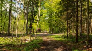 Übergang vom Waldweg auf befestigte Wege - muss das sein? " Foto von unserer "2 Türme Wanderung von Kiliansroda" aus. https://stollis.life - Tech Specs: NIKON D810 - TAMRON SP 24-70mm F2.8 Di VC USD A007N - Brennweite / 35mm: 34 mm - 1/100 Sek. bei ƒ / 8,0 mit ISO 200 - <a href="https://wanderstruck.de">© FotoGlut - Michael Stollmann</a> 2 Türme Wanderung - © FotoGlut - Michael Stollmann