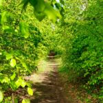 So schön können Wanderwege sein " Foto von unserer "2 Türme Wanderung von Kiliansroda" aus. https://stollis.life - Tech Specs: NIKON D810 - TAMRON SP 24-70mm F2.8 Di VC USD A007N - Brennweite / 35mm: 36 mm - 1/100 Sek. bei ƒ / 8,0 mit ISO 200 - <a href="">© FotoGlut - Michael Stollmann</a> Hier entlang ... - © FotoGlut - Michael Stollmann