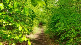So schön können Wanderwege sein " Foto von unserer "2 Türme Wanderung von Kiliansroda" aus. https://stollis.life - Tech Specs: NIKON D810 - TAMRON SP 24-70mm F2.8 Di VC USD A007N - Brennweite / 35mm: 36 mm - 1/100 Sek. bei ƒ / 8,0 mit ISO 200 - <a href="">© FotoGlut - Michael Stollmann</a> Hier entlang ... - © FotoGlut - Michael Stollmann
