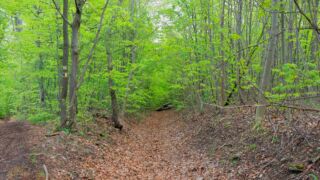 Wenn der eine Weg versperrt ist... " Foto von unserer "2 Türme Wanderung von Kiliansroda" aus. https://stollis.life - Tech Specs: NIKON D810 - TAMRON SP 24-70mm F2.8 Di VC USD A007N - Brennweite / 35mm: 34 mm - 1/80 Sek. bei ƒ / 8,0 mit ISO 1000 - <a href="https://wanderstruck.de">© FotoGlut - Michael Stollmann</a> Hier entlang ... - © FotoGlut - Michael Stollmann