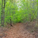 Wenn der eine Weg versperrt ist... " Foto von unserer "2 Türme Wanderung von Kiliansroda" aus. https://stollis.life - Tech Specs: NIKON D810 - TAMRON SP 24-70mm F2.8 Di VC USD A007N - Brennweite / 35mm: 34 mm - 1/80 Sek. bei ƒ / 8,0 mit ISO 1000 - <a href="https://wanderstruck.de">© FotoGlut - Michael Stollmann</a> Hier entlang ... - © FotoGlut - Michael Stollmann