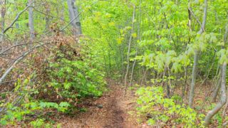 ... muss der andere Weg nicht freier sein. " Foto von unserer "2 Türme Wanderung von Kiliansroda" aus. https://stollis.life - Tech Specs: NIKON D810 - TAMRON SP 24-70mm F2.8 Di VC USD A007N - Brennweite / 35mm: 35 mm - 1/40 Sek. bei ƒ / 8,0 mit ISO 1000 - <a href="https://wanderstruck.de">© FotoGlut - Michael Stollmann</a> Hier entlang ... - © FotoGlut - Michael Stollmann