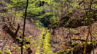 Rundwanderung von Mariental durch die Drachen.- und Landgrafenschlucht " stollis.life - Tech Specs: NIKON D810 - TAMRON SP 24-70mm F2.8 Di VC USD A007N - Brennweite / 35mm: 34 mm - 1/100 Sek. bei ƒ / 8,0 mit ISO 200 - <a href="https://wanderstruck.de">© FotoGlut - Michael Stollmann</a> Landgrafenschlucht - © FotoGlut - Michael Stollmann