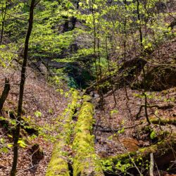 Rundwanderung von Mariental durch die Drachen.- und Landgrafenschlucht " stollis.life - Tech Specs: NIKON D810 - TAMRON SP 24-70mm F2.8 Di VC USD A007N - Brennweite / 35mm: 34 mm - 1/100 Sek. bei ƒ / 8,0 mit ISO 200 - <a href="https://wanderstruck.de">© FotoGlut - Michael Stollmann</a> Landgrafenschlucht - © FotoGlut - Michael Stollmann