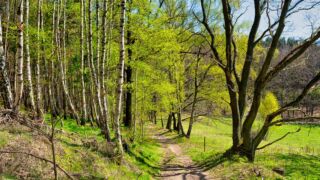 Abstieg nach Tabarz - © FotoGlut - Michael Stollmann