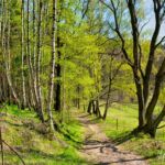 Wanderung Reinhardsbrunn - Waltershausen - Tabarz " 19.04.2019 - <a href="">© FotoGlut - Michael Stollmann</a> Abstieg nach Tabarz - © FotoGlut - Michael Stollmann