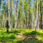 sagen die Mitwanderer... " Wanderung Reinhardsbrunn - Waltershausen - Tabarz " 19.04.2019 - <a href="">© FotoGlut - Michael Stollmann</a> da sind Rehe - © FotoGlut - Michael Stollmann