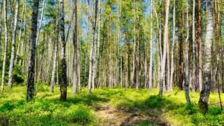 da sind Rehe - © FotoGlut - Michael Stollmann