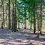 Wanderung Reinhardsbrunn - Waltershausen - Tabarz " 19.04.2019 - <a href="">© FotoGlut - Michael Stollmann</a> finde den Weg... - © FotoGlut - Michael Stollmann