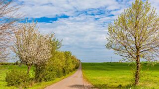 links Bäume und Büsche, rechts Felder, so macht das Spass... mehr Bilder von dieser und anderer Wanderungen auf https://wanderstruck.de/natur/ - <a href="https://wanderstruck.de">© FotoGlut - Michael Stollmann</a> Wanderung - Talsperre Dachwig - © FotoGlut - Michael Stollmann