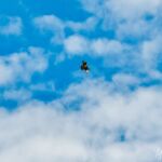 Leider nur mit einem 24-70er aufgenommen... Ist das ein Rotmilan? Oder was könnte das sein? - <a href="https://wanderstruck.de">© FotoGlut - Michael Stollmann</a> Wanderung - Talsperre Dachwig - © FotoGlut - Michael Stollmann