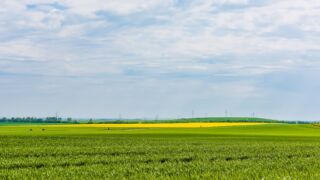Ja, auch Rapsfelder gibt es hier. - <a href="https://wanderstruck.de">© FotoGlut - Michael Stollmann</a> Wanderung - Talsperre Dachwig - © FotoGlut - Michael Stollmann