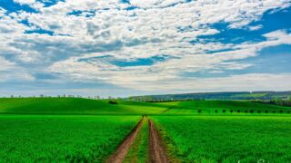 als Bild an Ihrer Wand? <a href="https://ms29.de/RBL59" target="_blank" rel="noopener noreferrer">https://ms29.de/RBL59</a> - Feldweg inmitten grüner Felder - Blick Richtung Witterda, Wanderrichtung Kleinfahner - <a href="https://wanderstruck.de">© FotoGlut - Michael Stollmann</a> Wanderung - Talsperre Dachwig - © FotoGlut - Michael Stollmann