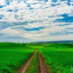 als Bild an Ihrer Wand? <a href="https://ms29.de/RBL59" target="_blank" rel="noopener noreferrer">https://ms29.de/RBL59</a> - Feldweg inmitten grüner Felder - Blick Richtung Witterda, Wanderrichtung Kleinfahner - <a href="https://wanderstruck.de">© FotoGlut - Michael Stollmann</a> Wanderung - Talsperre Dachwig - © FotoGlut - Michael Stollmann