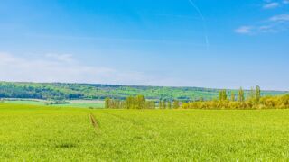 Rehe im Feld... Wieso immer, wenn ich wandere und nicht, wenn ich auf Fotojagdt bin? :-) - <a href="https://wanderstruck.de">© FotoGlut - Michael Stollmann</a> Wanderung - Talsperre Dachwig - © FotoGlut - Michael Stollmann