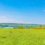 Rehe im Feld... Wieso immer, wenn ich wandere und nicht, wenn ich auf Fotojagdt bin? :-) - <a href="https://wanderstruck.de">© FotoGlut - Michael Stollmann</a> Wanderung - Talsperre Dachwig - © FotoGlut - Michael Stollmann