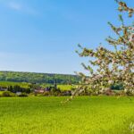 Apfelbaum am Wegesrand - <a href="https://wanderstruck.de">© FotoGlut - Michael Stollmann</a> Wanderung - Talsperre Dachwig - © FotoGlut - Michael Stollmann