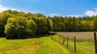 Auf in den Wald ... So wie die Sonne heute geschienen hat, löst dies echte Vorfreude aus. - <a href="https://wanderstruck.de">© FotoGlut - Michael Stollmann</a> Wanderung - Talsperre Dachwig - © FotoGlut - Michael Stollmann