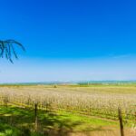 Apfelbäume in der Schule. - <a href="https://wanderstruck.de">© FotoGlut - Michael Stollmann</a> Wanderung - Talsperre Dachwig - © FotoGlut - Michael Stollmann