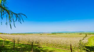 Apfelbäume in der Schule. - <a href="https://wanderstruck.de">© FotoGlut - Michael Stollmann</a> Wanderung - Talsperre Dachwig - © FotoGlut - Michael Stollmann