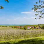 Obstbäume um Kleinfahner - <a href="https://wanderstruck.de">© FotoGlut - Michael Stollmann</a> Wanderung - Talsperre Dachwig - © FotoGlut - Michael Stollmann