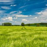 Feld in der Frühlingssonne - <a href="https://ms29.de/iUqhv" target="_blank" rel="noopener">als Bild an Ihrer Wand?</a> - <a href="https://wanderstruck.de">© FotoGlut - Michael Stollmann</a> Drei Gleichen Wanderung - © FotoGlut - Michael Stollmann