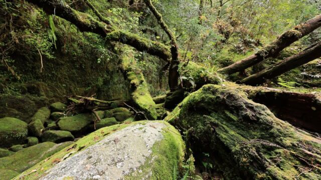 Canon RF 14-35 f/4 - go wider 14mm