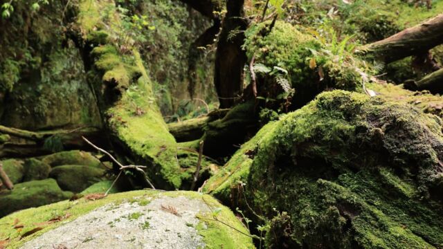 Canon RF 14-35 f/4 - go wider 35mm