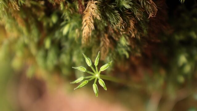 Canon RF 14-35 f/4 - Nahaufnahme