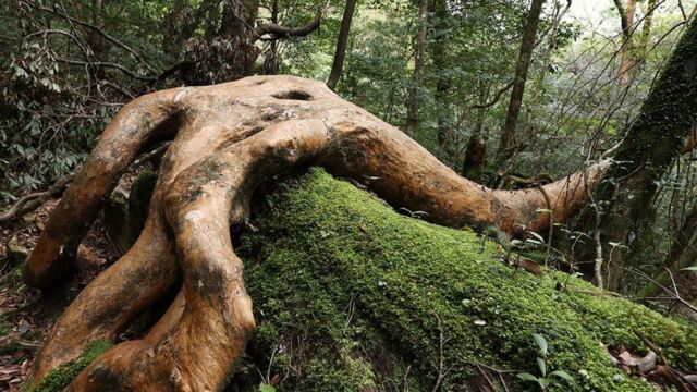 Canon RF 14-35 f/4 - ultra wide zoom