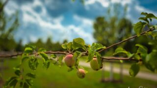 Äpfel wachsen - © Michael Stollmann