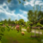 Wanderung " Europaplatz Anger " Erfurt von seiner schönsten Seite entdecken. - <a href="https://ms29.de">© Michael Stollmann</a> Äpfel wachsen - © Michael Stollmann