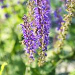 Wanderung " Europaplatz Anger " Erfurt von seiner schönsten Seite entdecken. - <a href="https://ms29.de">© Michael Stollmann</a> bei der Arbeit - © Michael Stollmann