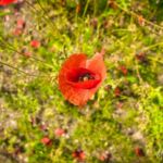 Wanderung " Europaplatz Anger " Erfurt von seiner schönsten Seite entdecken. - <a href="https://ms29.de">© Michael Stollmann</a> der Mohn blüht - © Michael Stollmann