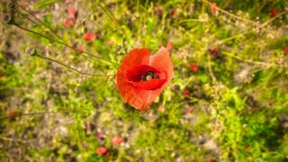 Wanderung " Europaplatz Anger " Erfurt von seiner schönsten Seite entdecken. - <a href="https://ms29.de">© Michael Stollmann</a> der Mohn blüht - © Michael Stollmann