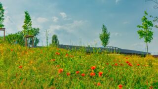 Wanderung " Europaplatz Anger " Erfurt von seiner schönsten Seite entdecken. - <a href="https://ms29.de">© Michael Stollmann</a> die neue Brücke - © Michael Stollmann