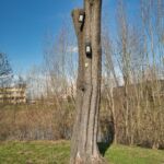 Wanderung " Europaplatz Anger " Erfurt von seiner schönsten Seite entdecken. - <a href="https://ms29.de">© Michael Stollmann</a> Habitatbaum - © Michael Stollmann