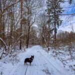 Nabu-Naturlehrpfad "Wilde Weiden" - Touringen Stempel 267, 268, 269, 270)) - <a href="https://ms29.de">© Michael Stollmann</a> Nabu-Naturlehrpfad "Wilde Weiden" - © Michael Stollmann
