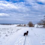 Nabu-Naturlehrpfad "Wilde Weiden" - Touringen Stempel 270 - <a href="https://ms29.de">© Michael Stollmann</a> Nabu-Naturlehrpfad "Wilde Weiden" - © Michael Stollmann